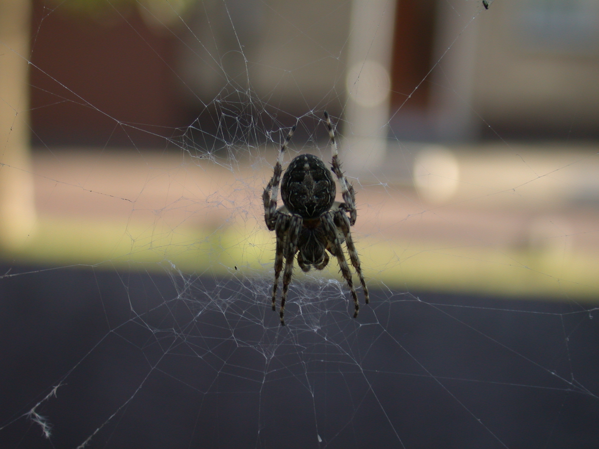 nature animals insects spider web cobweb macro predator top