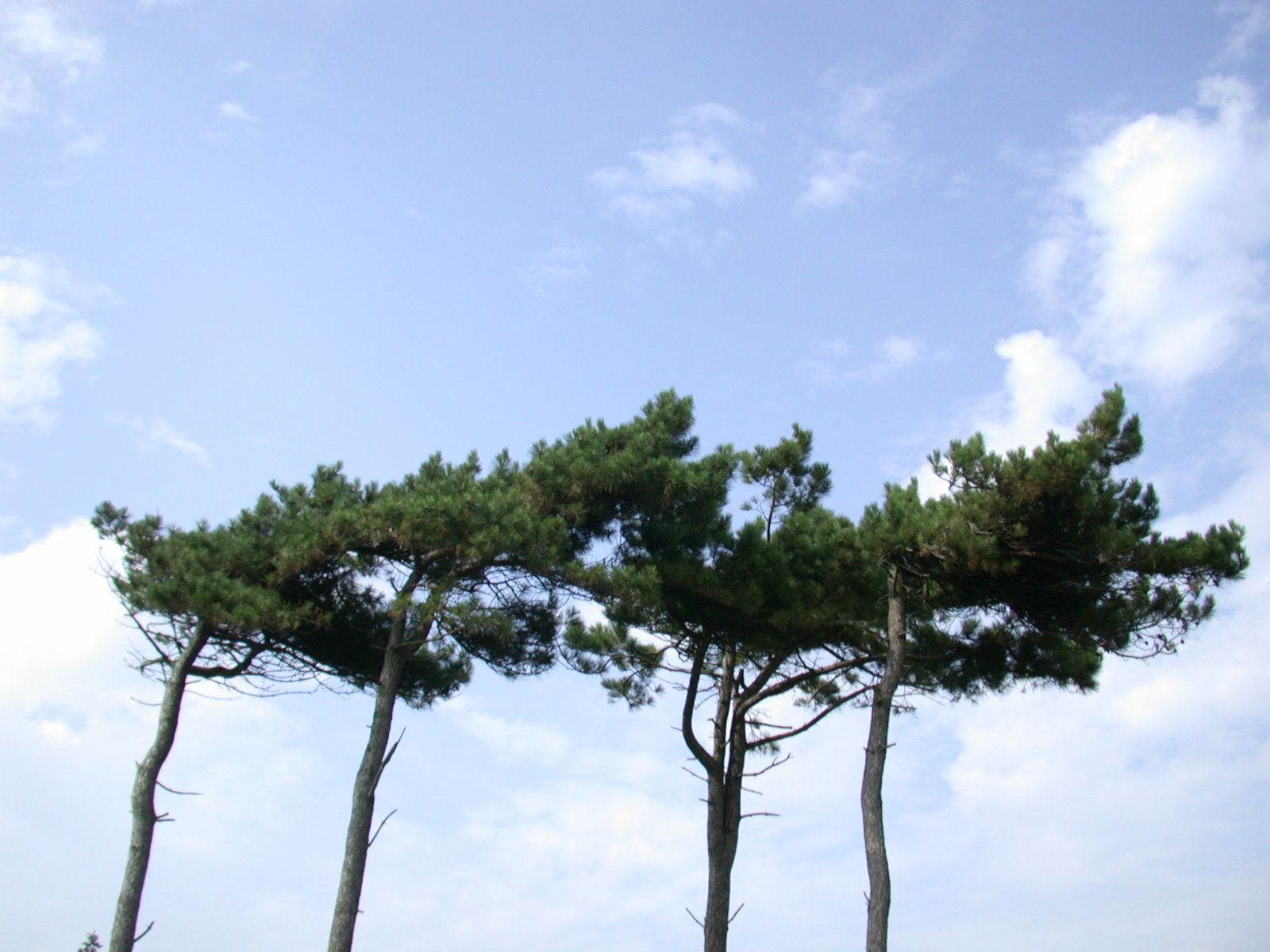 4 four trees against blue sky