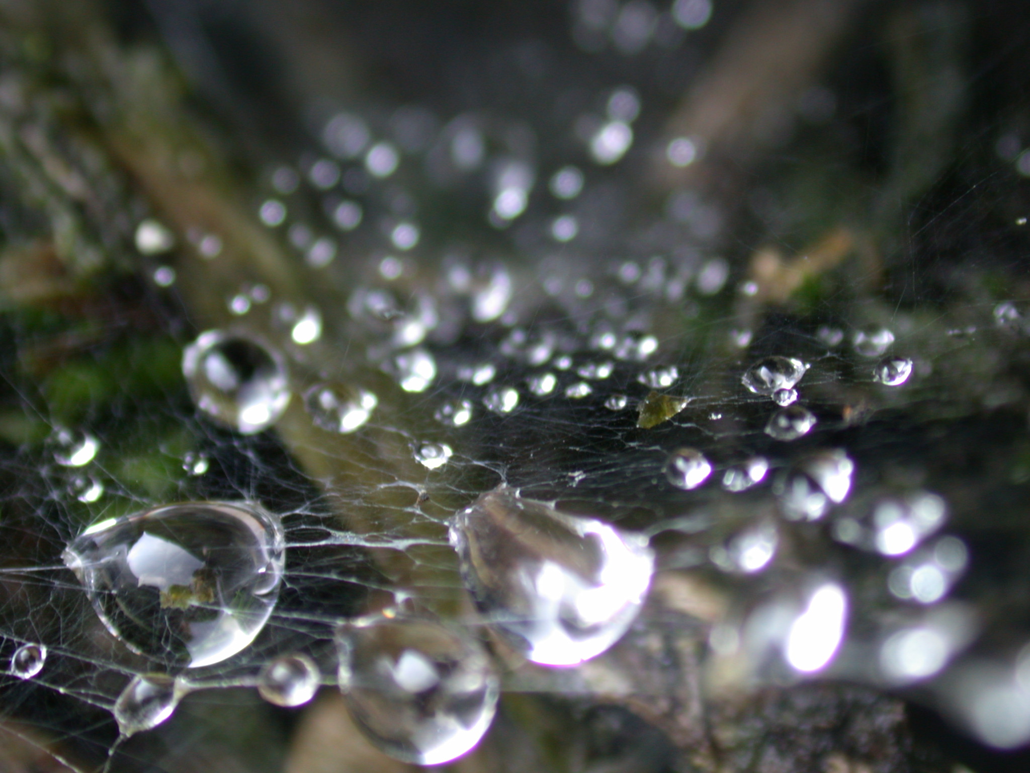 dew drop drops dewdrops dewdrop web cobweb autumn