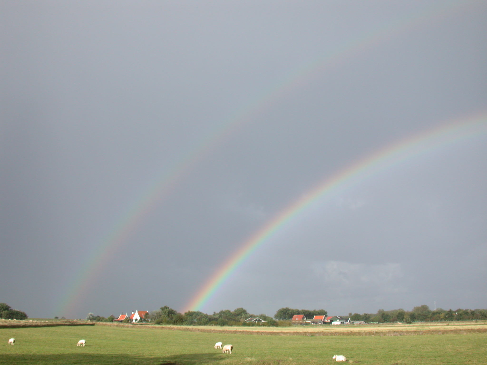 nature landscapes texel elements rainbow rainbows rain meadow sheep