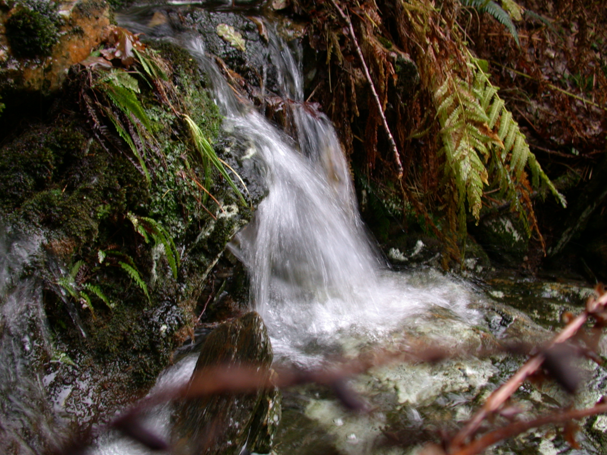 water stream flowing wet forest moss