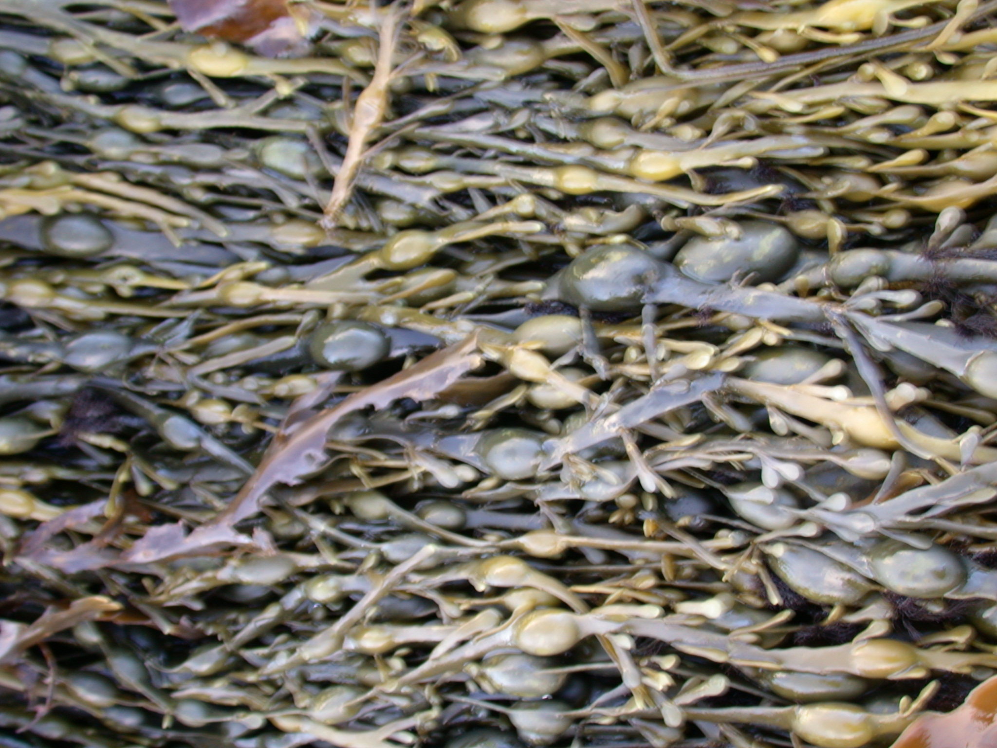 nature plants seaweed weed