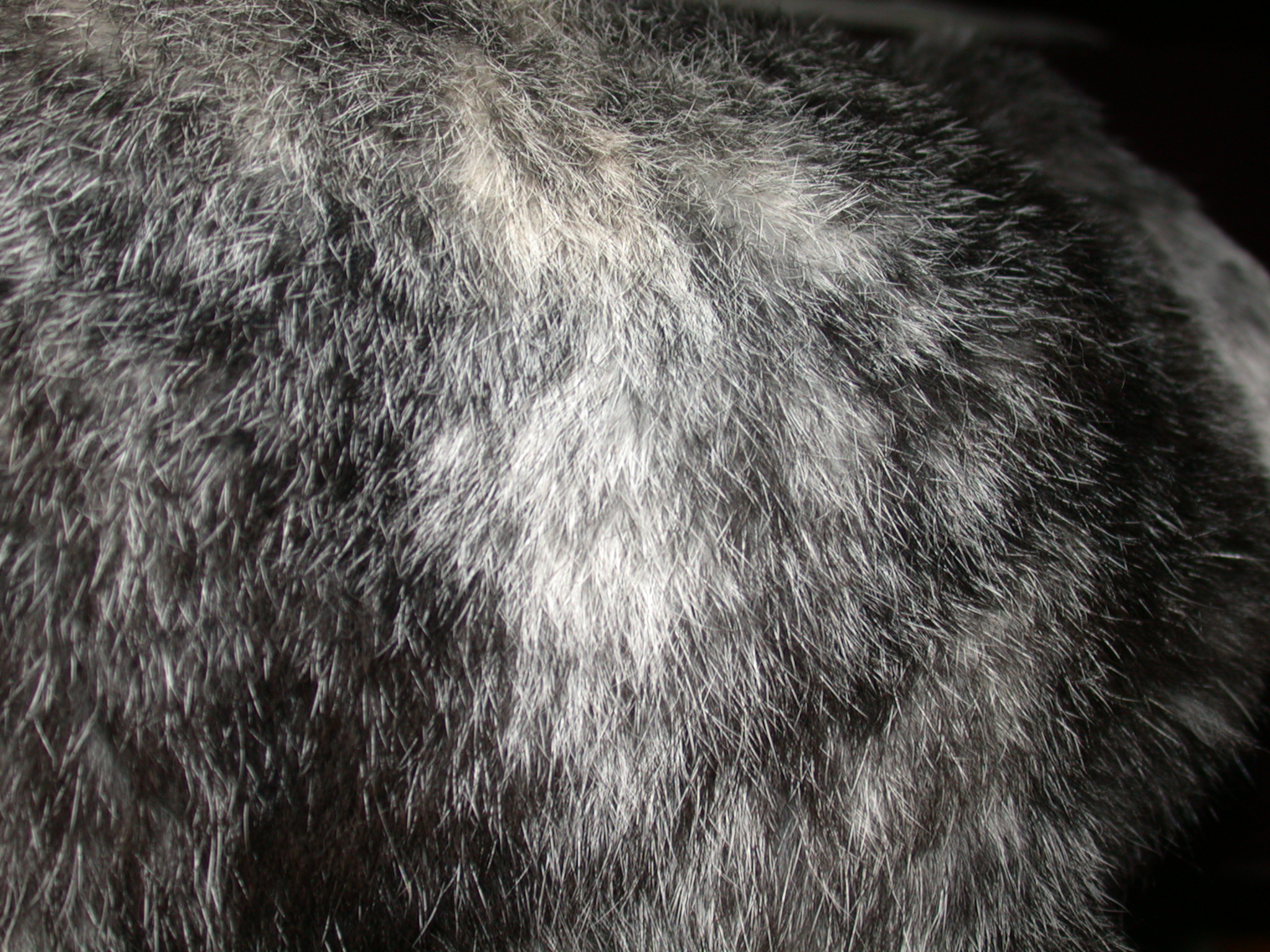 rabbit animal fur black white soft
