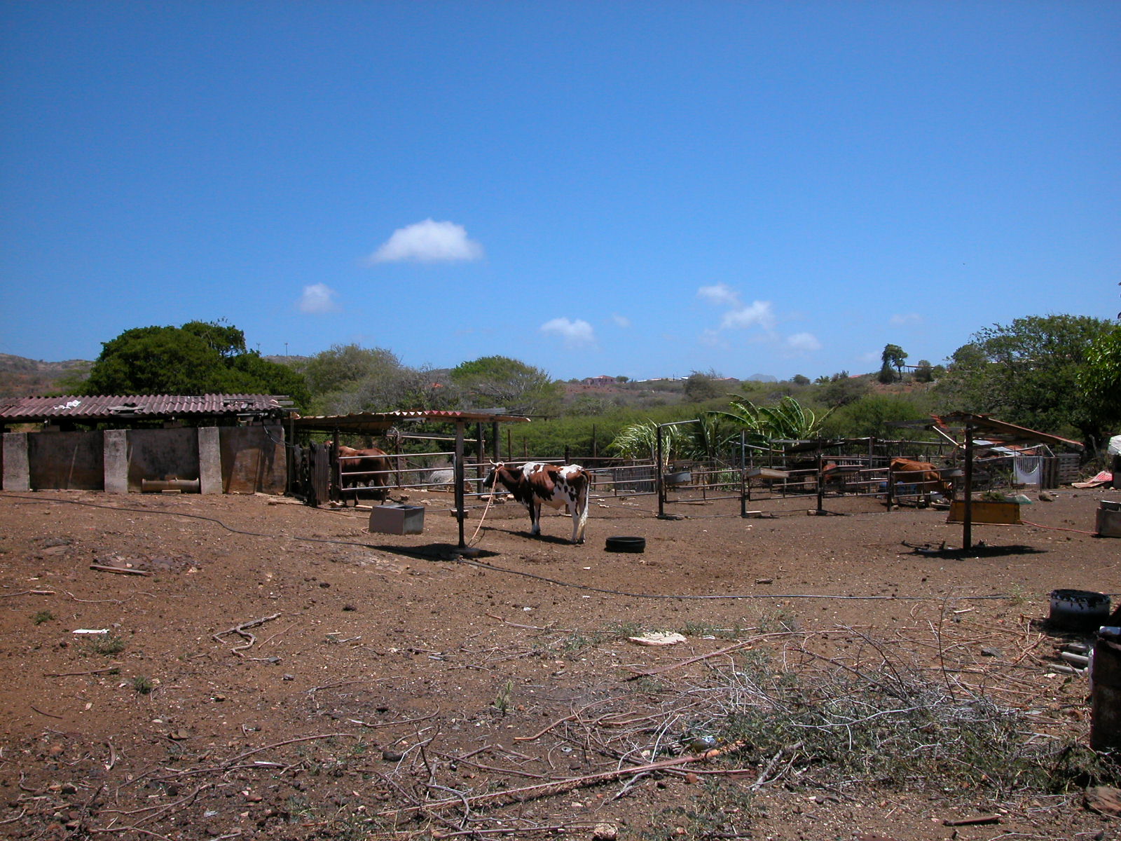 jacco farm cow farmstead dry deserted