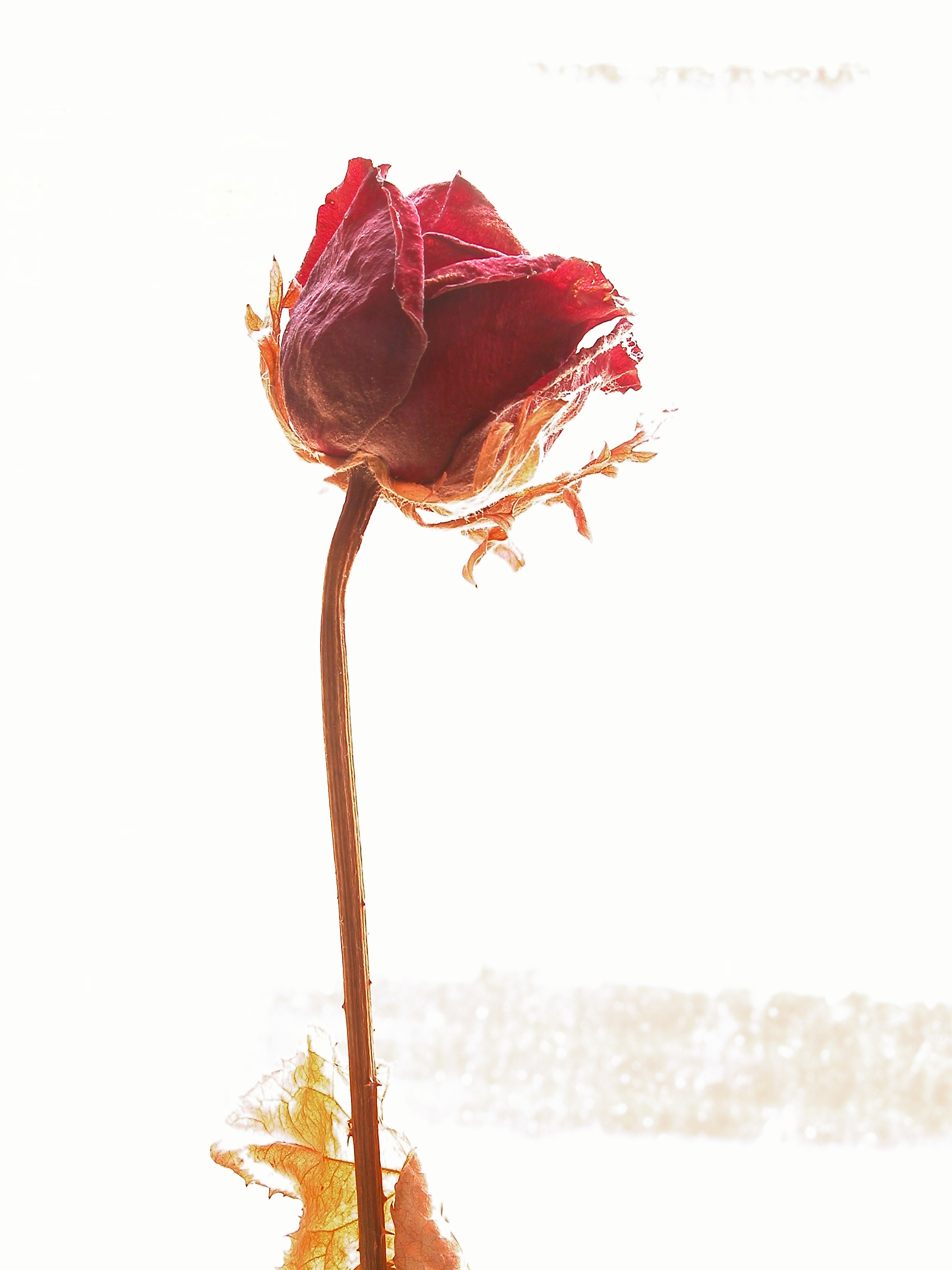 rose stem red flower petals stick dried dead