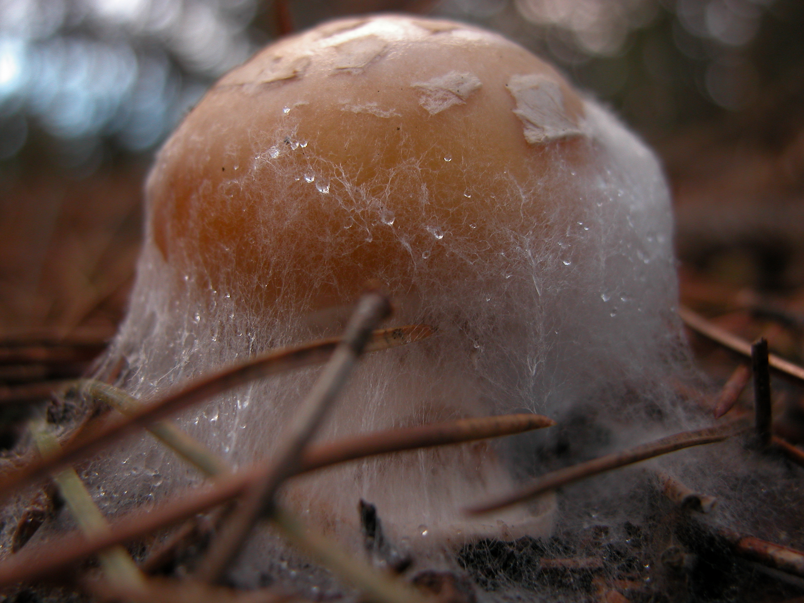 nature plants mushroom macro web cobweb